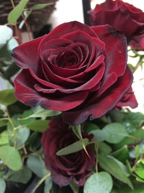 Black magic roses posy